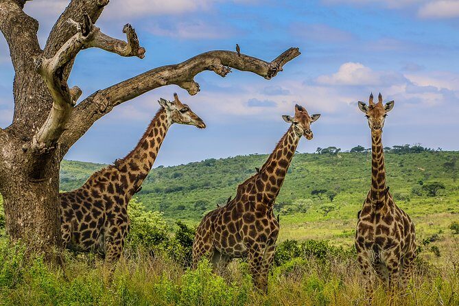 Hluhluwe-Imfolozi Park Full Day Big 5 Safari Tour - Practical Considerations