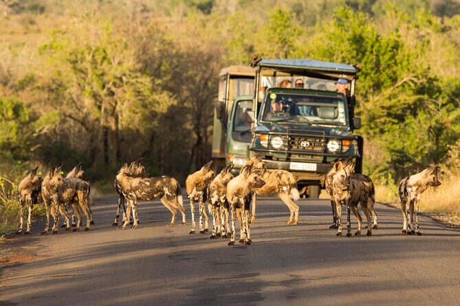 Hluhluwe-Imfolozi Park Half-day Big Five Safari Adventure - A Deep Dive into the Experience