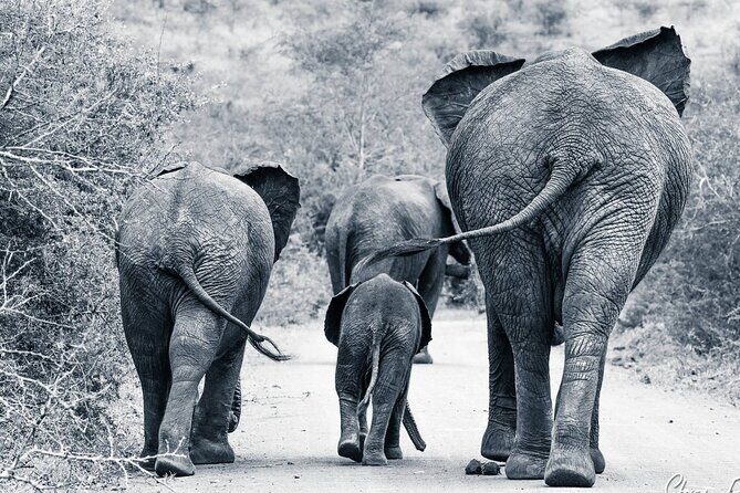 Hluhluwe-Imfolozi Park Half-day Big Five Safari Adventure - FAQ