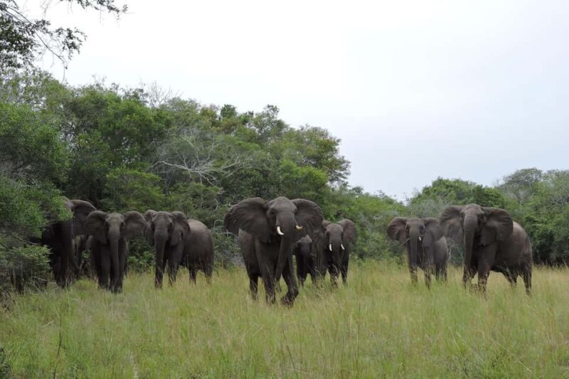 Hluhluwe-iMfolozi Park - Open Safari Vehicle Game Drives - The Setting and History of Hluhluwe-iMfolozi Park