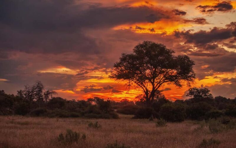Hluhluwe-iMfolozi Park - Open Safari Vehicle Game Drives - How the Tour Operates