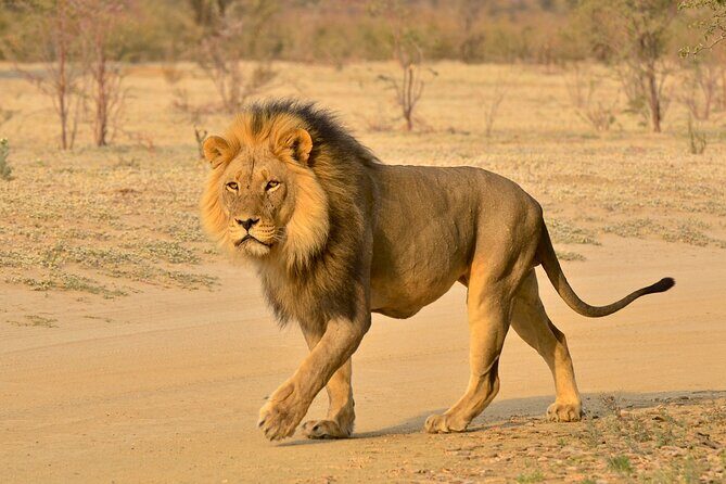 Hluhluwe Imfolozi Safari Day Tour from Durban - An In-Depth Look at the Tour Experience
