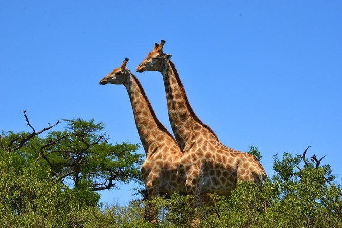 Hluhluwe Imfolozi Safari Day Tour from Durban - The Sum Up