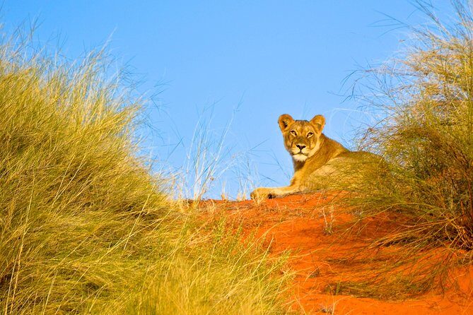 Hluhluwe Imfolozi Safari & St Lucia Boat Safari Day Tour from Durban - Practical Points to Keep in Mind