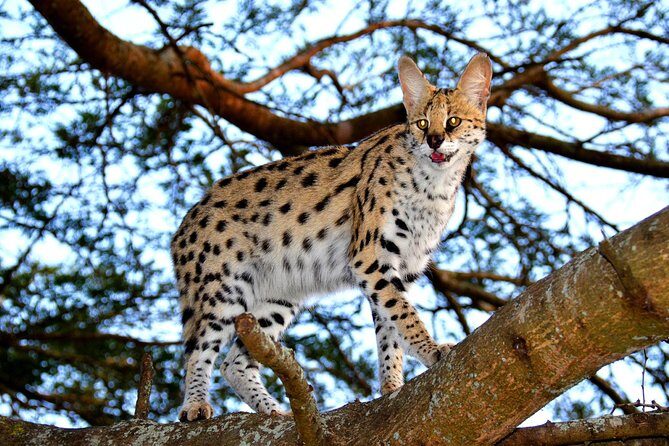 Hluhluwe Safari & Emdoneni Wild Cat Project Day Tour from Durban - An In-Depth Look at the Tour Experience