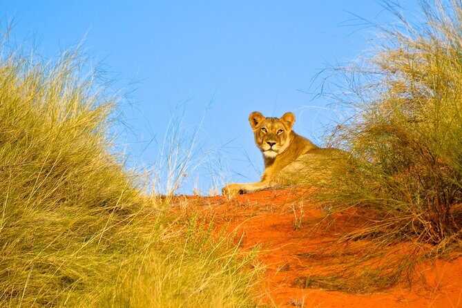 Hluhluwe Safari & Emdoneni Wild Cat Project Day Tour from Durban - Final Thoughts: Is It Worth It?