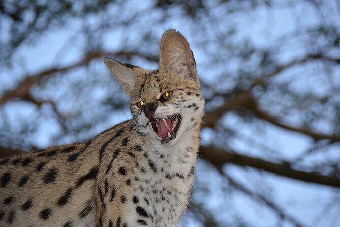 Hluhluwe Safari & Emdoneni Wild Cat Project Day Tour from Durban - FAQ
