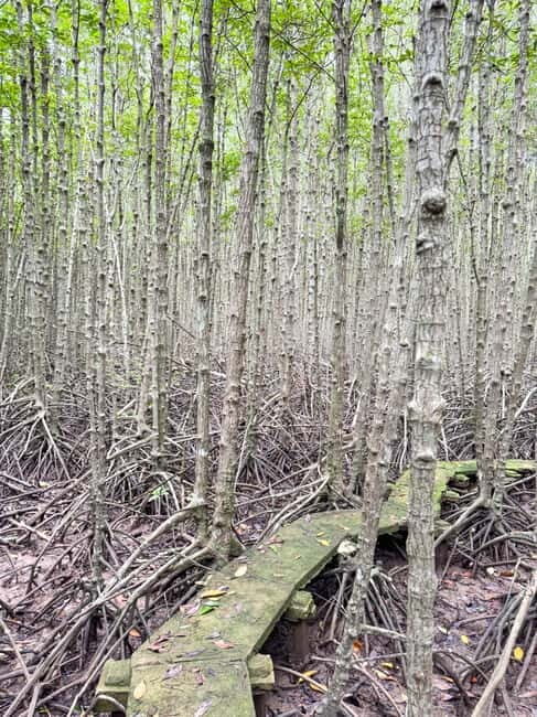 Ho Chi Minh City: Can Gio Mangrove & Wildlife Speedboat Tour - FAQ