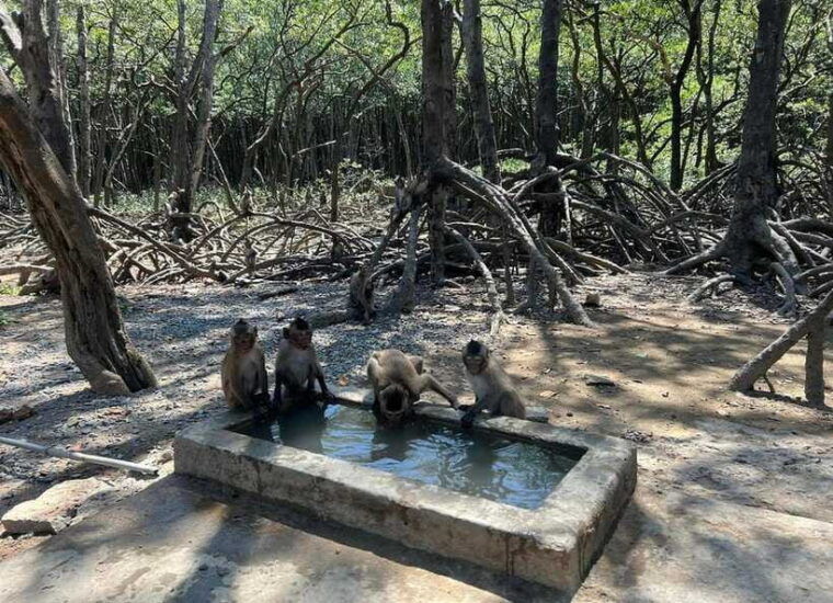 ho-chi-minh-city-can-gio-monkey-island-day-trip-with-lunch-2