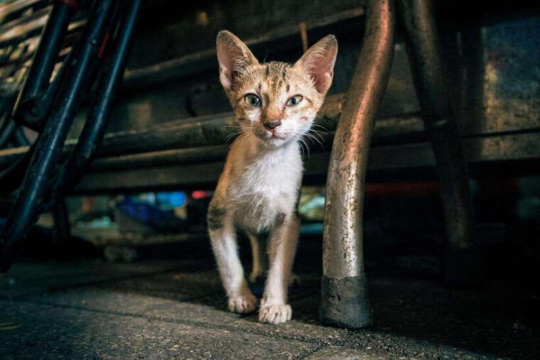 ho-chi-minh-city-highlights-hidden-gems-walking-tour