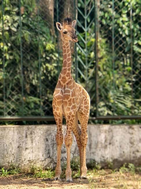 Ho Chi Minh City: Zoo & History Museum Guided Tour - Key Points