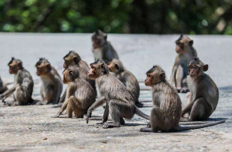 ho-chi-minh-eco-tour-private-can-gio-monkey-island