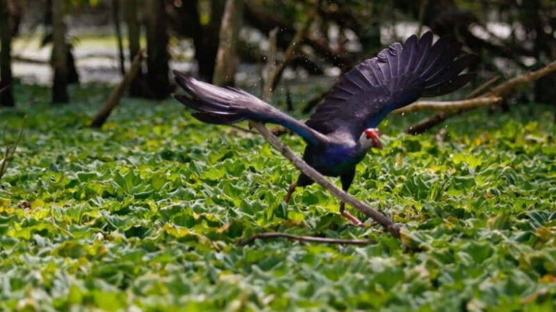 Ho Chi Minh: Floating Market & Bird Sanctuary 2-Day Trip - Key Points