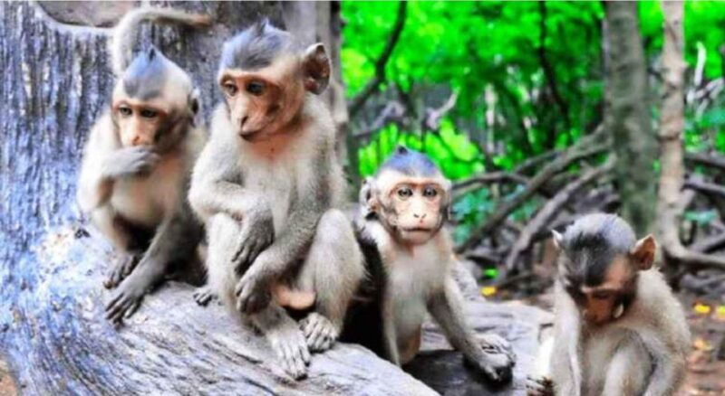 ho-chi-minh-private-eco-tour-to-can-gio-mangrove-forest