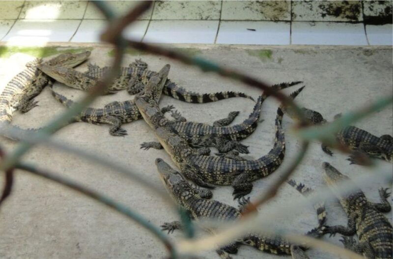 ho-chi-minh-private-eco-tour-to-can-gio-mangrove-forest