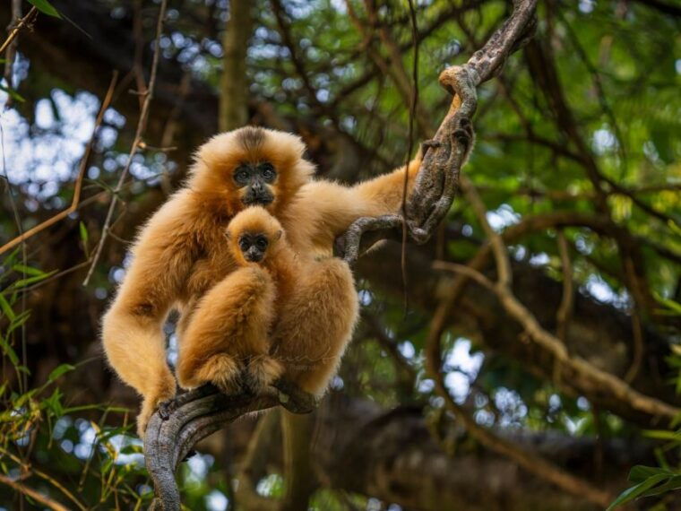 ho-chi-minh-to-cat-tien-national-park-dalat-3-days