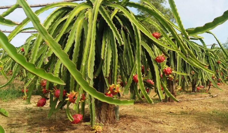 ho-coc-beach-nature-reserve-dragon-fruit-farm-day-tour