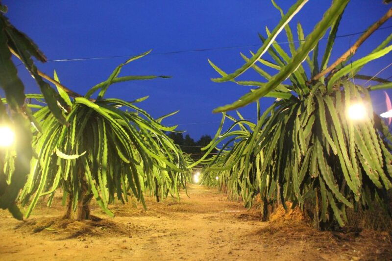 ho-coc-beach-nature-reserve-dragon-fruit-farm-day-tour
