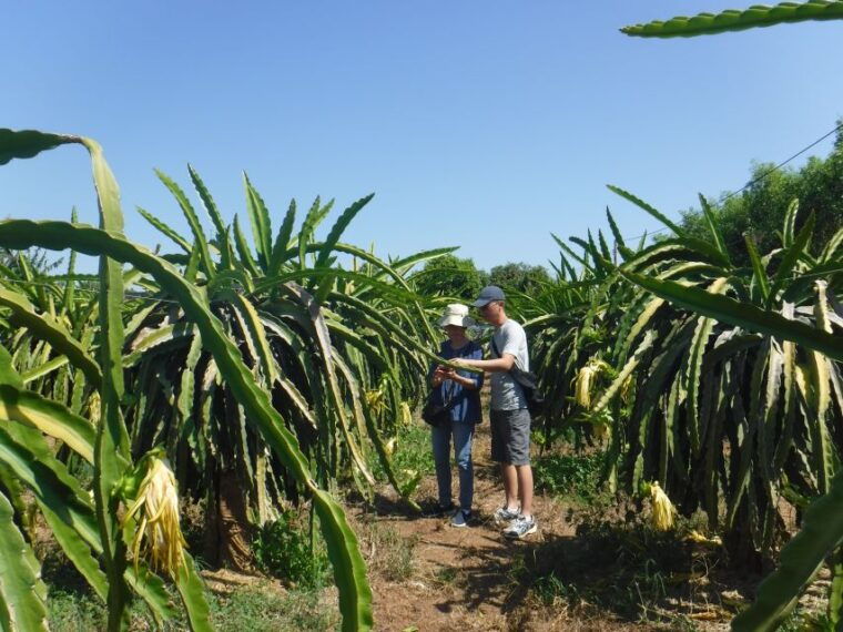 ho-coc-beach-nature-reserve-dragon-fruit-farm-day-tour