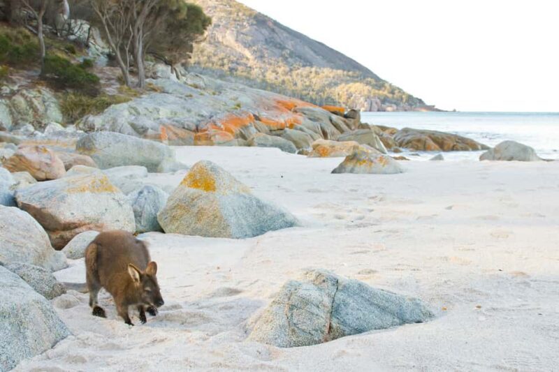 Hobart: A Day At Wineglass Bay - Who Will Love This Tour?