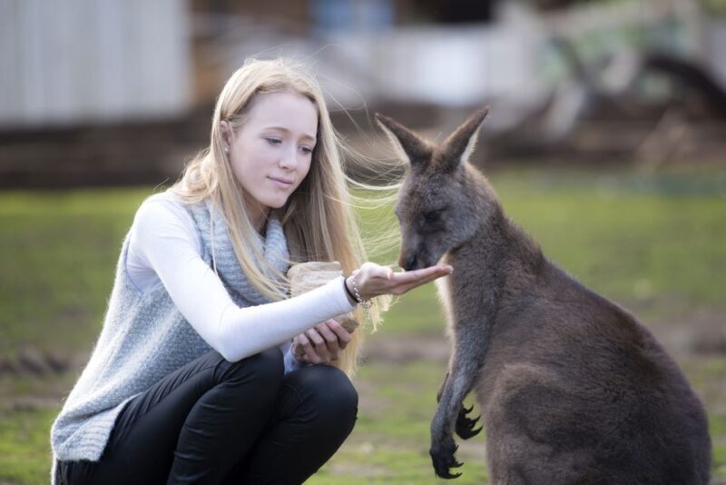 Hobart: Admission Ticket to Bonorong Wildlife Sanctuary - Why Visit Bonorong Wildlife Sanctuary?