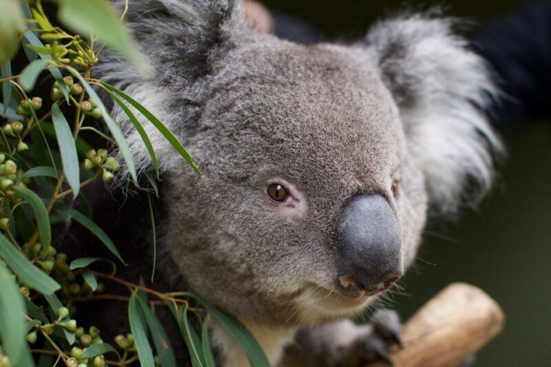 Hobart: Admission Ticket to Bonorong Wildlife Sanctuary - The Experience and What You’ll Love