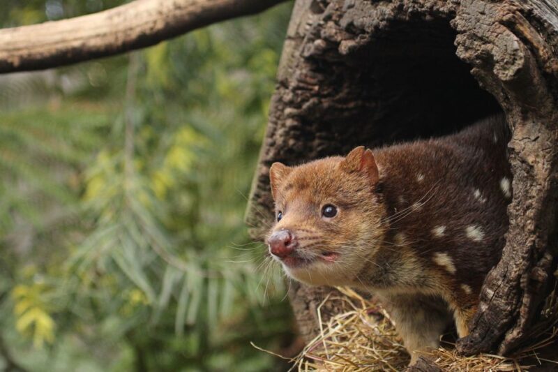 Hobart: Admission Ticket to Bonorong Wildlife Sanctuary - Final Thoughts