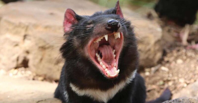 Hobart: Full-Day Bonorong Wildlife Sanctuary & Richmond Tour - Hobart: Full-Day Bonorong Wildlife Sanctuary & Richmond Tour — A Detailed Look