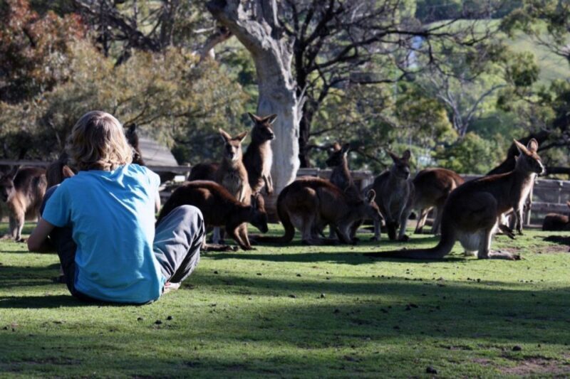 Hobart: Full-Day Bonorong Wildlife Sanctuary & Richmond Tour - Authentic Experiences and Tips