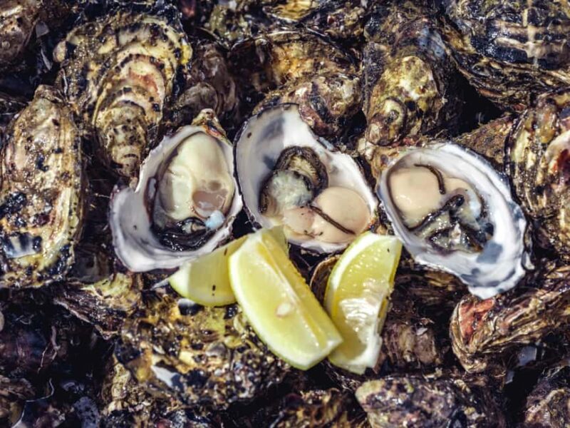 Hobart: Full-Day Tasmania Gourmet Seafood Cruise - Authentic Insights from Reviewers
