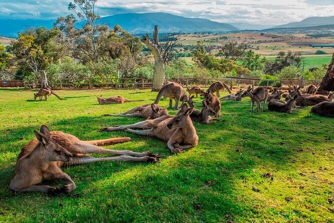Hobart Highlights Day Tour - Authentic Experiences & Tour Tips