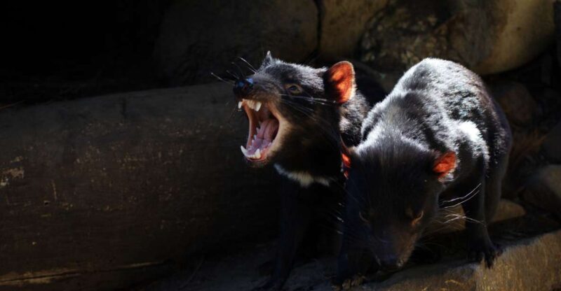 Hobart: Port Arthur, Richmond & Tassie Devil - Active Tour - Exploring Tasmania in a Day: A Look at the Hobart: Port Arthur, Richmond & Tassie Devil Active Tour