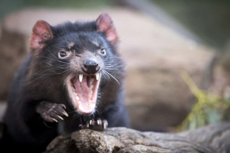 Hobart: Port Arthur, Richmond & Tassie Devil - Active Tour - Transportation, Guides, and Group Size