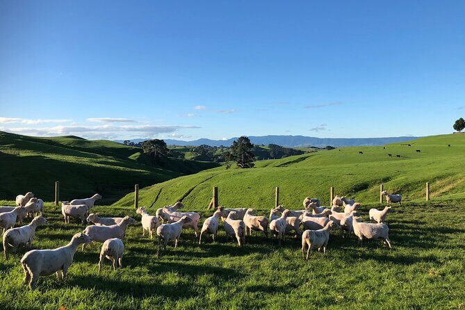 Hobbiton Movie Set Day Tour - FAQ Section