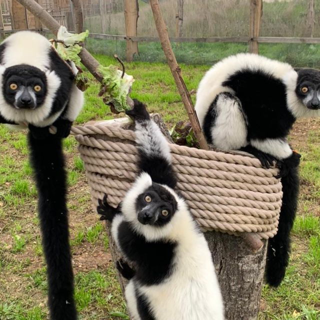 hobbledown-heath-one-day-entry-ticket