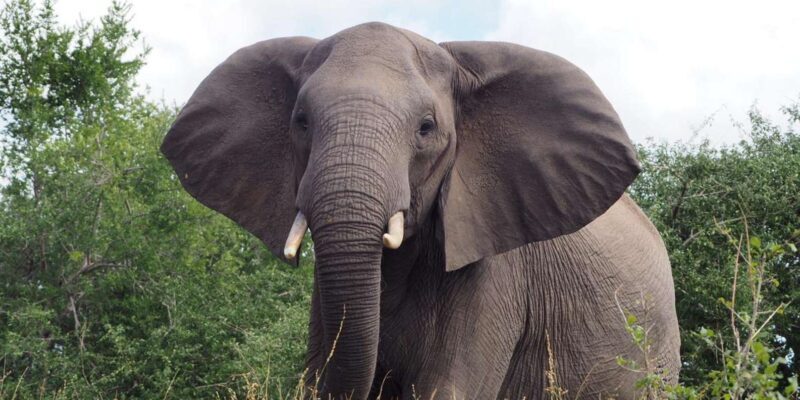 Hoedspruit: Dinner in the Bush & Safari Game Drive - Final Thoughts