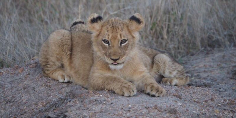 Hoedspruit: Dinner in the Bush & Safari Game Drive - FAQ