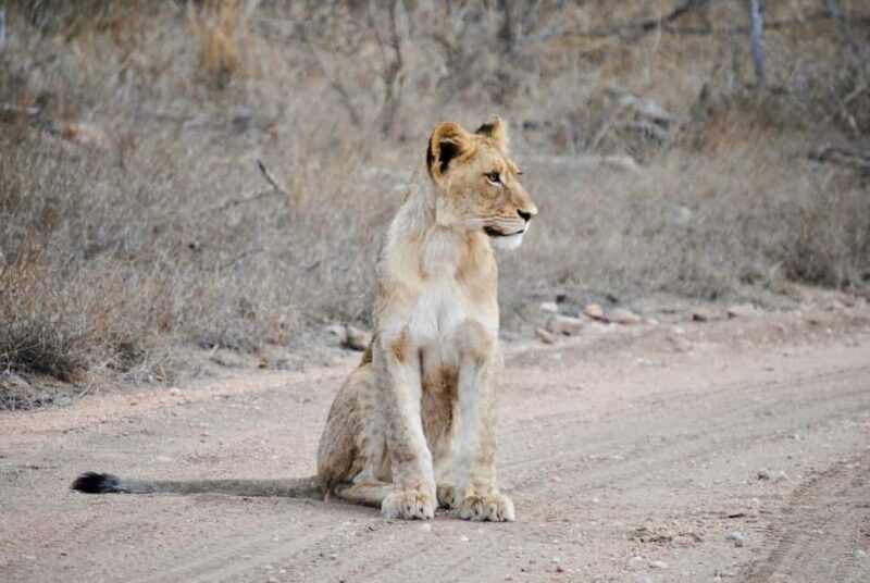 Hoedspruit: Evening Safari In Greater Kruger Private Reserve - An Inside Look at the Hoedspruit Evening Safari