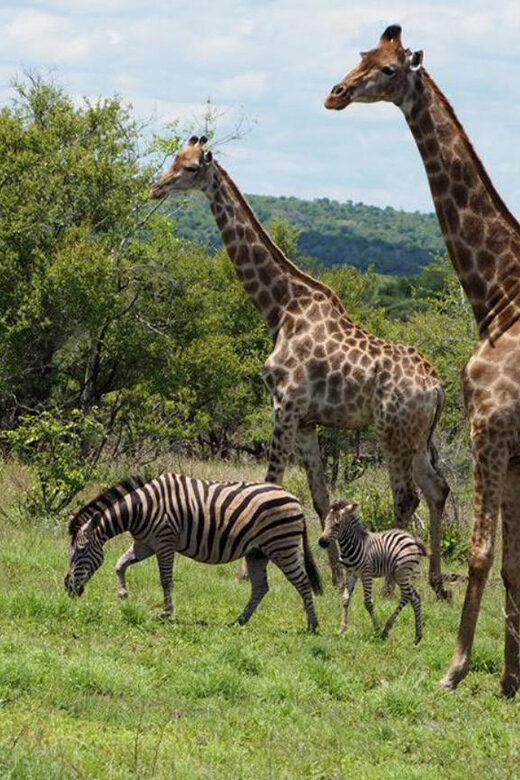 Hoedspruit: Evening Safari In Greater Kruger Private Reserve - What to Expect During the Safari
