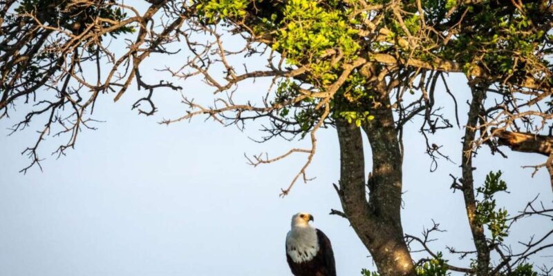 Hoedspruit: Evening Safari In Greater Kruger Private Reserve - The Practical Details