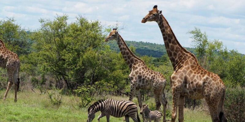 Hoedspruit: Evening Safari In Greater Kruger Private Reserve - Authenticity and Value