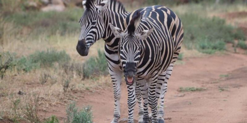 Hoedspruit: Evening Safari In Greater Kruger Private Reserve - Who Is This Tour Best For?