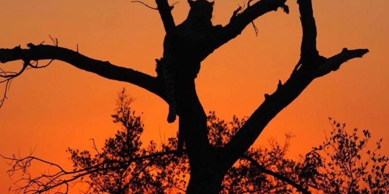 Hoedspruit: Evening Safari In Greater Kruger Private Reserve - FAQ