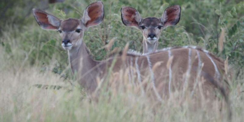 Hoedspruit: Evening Safari In Greater Kruger Private Reserve - Final Thoughts