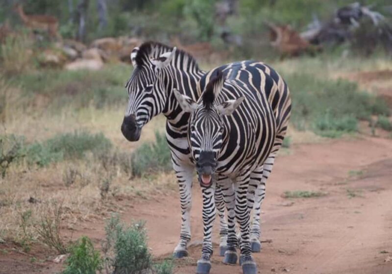 Hoedspruit: HALF Day in the Iconic Kruger National Park! - Final Thoughts