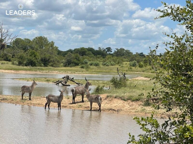 Hoedspruit: Private Kruger National Park Full-Day Safari - Why This Tour Offers Good Value