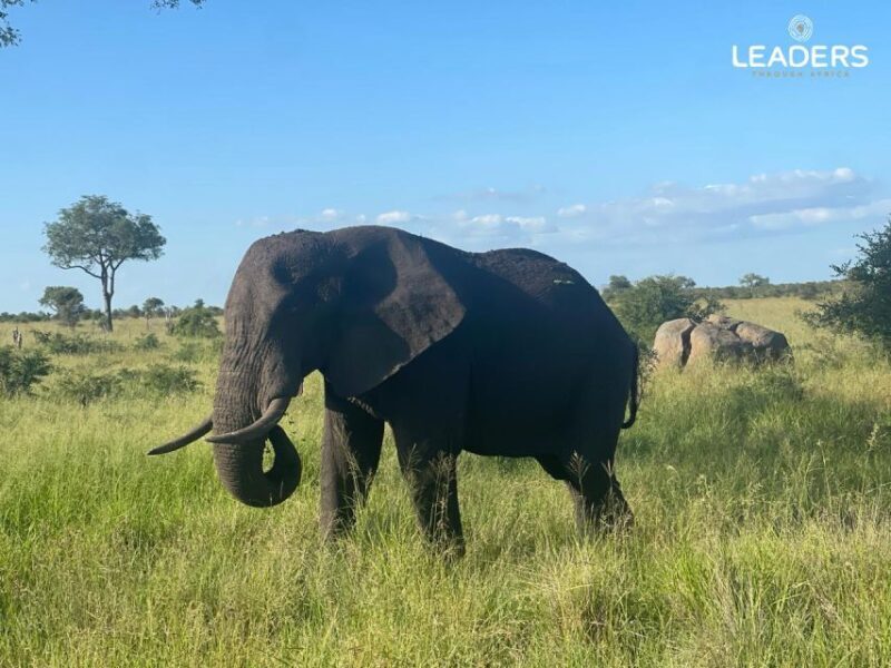 Hoedspruit: Private Kruger National Park Full-Day Safari - Practical Tips for Your Safari Day