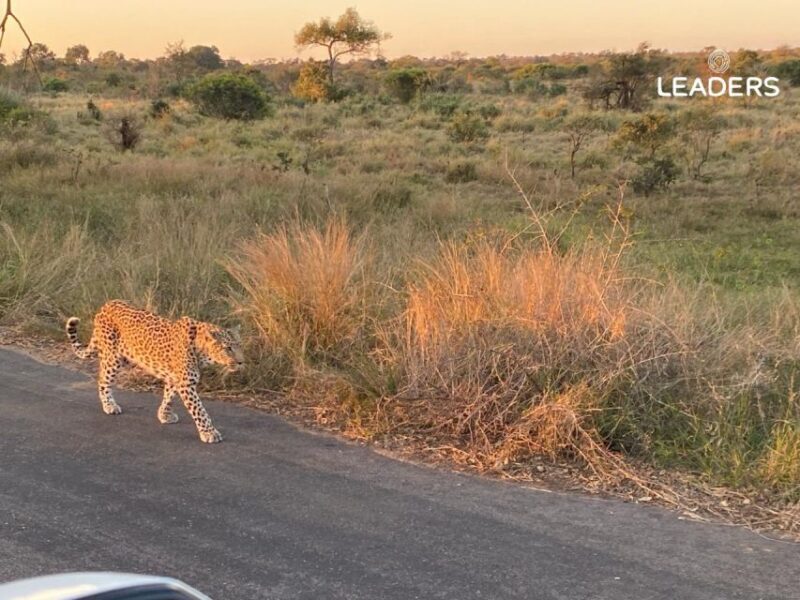 Hoedspruit: Private Kruger National Park Full-Day Safari - Who Would Love This Experience?