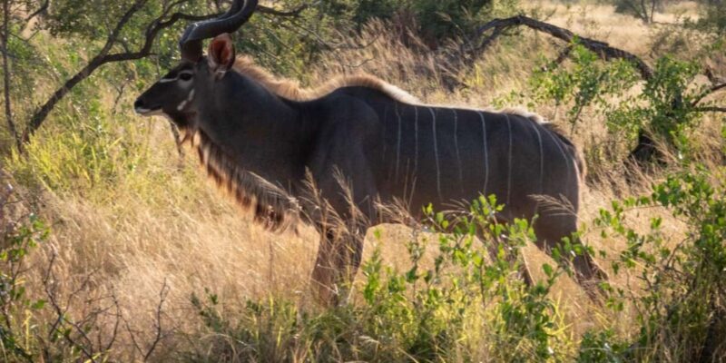 Hoedspruit: Sunrise Safari in Greater Kruger Private Reserve - Key Points