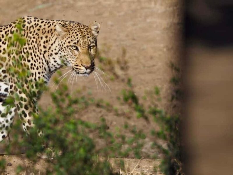 Hoedspruit: Sunrise Safari in Greater Kruger Private Reserve - A Detailed Look at the Sunrise Safari Experience